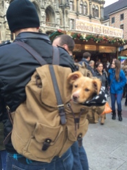 A sweet puppy in someone's backpack. He was being so good.